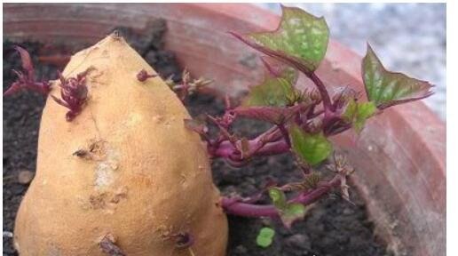 红薯发芽了还能吃吗 发芽红薯可以吃但如果出现斑点最好不要吃