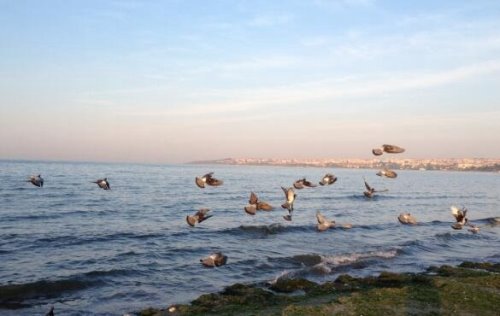 世界上最小的海 马尔马拉海(面积仅11350平方千米)