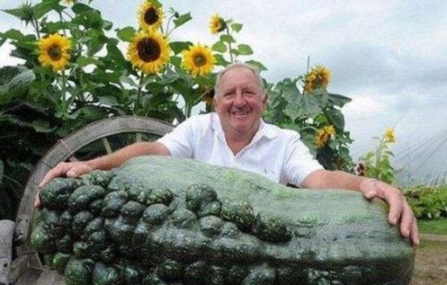 关于蔬菜的吉尼斯纪录 ＂最贵菜心＂66万(最大南瓜重1吨)
