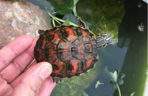 世界上最贵的宠物龟排名 排名第一的黄化斑纹草龟守家880万元