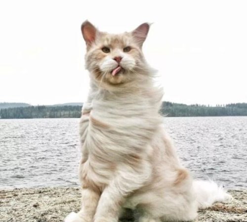 世界上最大的猫 缅因猫(身长118厘米/体重11千克)