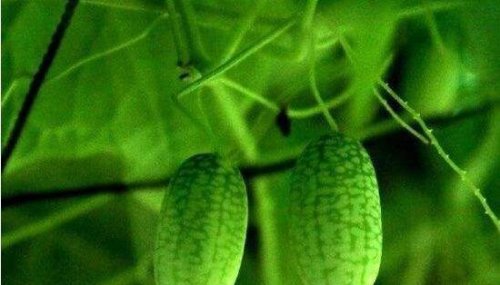 世界上最小的西瓜 拇指西瓜(一口能吃十个)