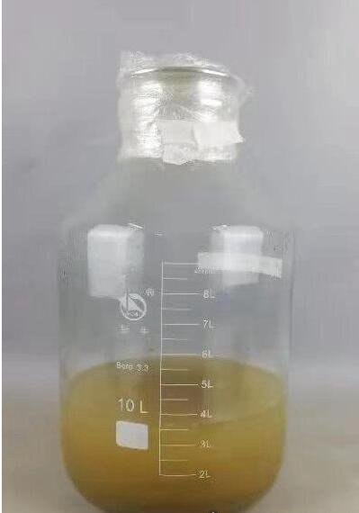洛阳西汉古墓挖出仙药 古人们为了＂长生不老＂炼制而成