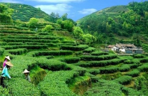 铁观音属于什么茶系 其实并不是绿茶(而是乌龙茶)