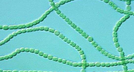 现存地球最古老的生物 最老的生物35亿岁了靠光合作用存活