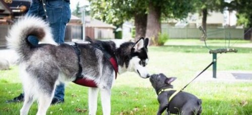 教你如何饲养一只法国斗牛犬 提前做好心理准备面对难题(图片)