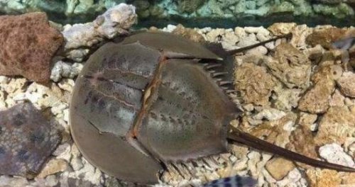 世界上最古老的生物 马蹄蟹已经在地球上存在数亿年了