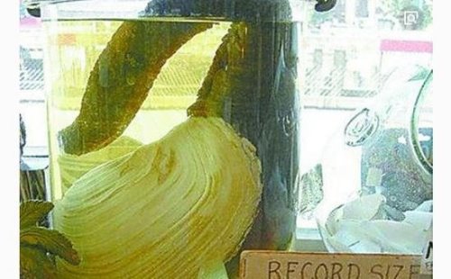 世界上寿命最长的动物 灯塔水母竟永生不死(生命无限循环)