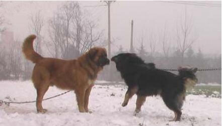 高加索犬vs藏獒综合评价 高加索犬完虐藏獒