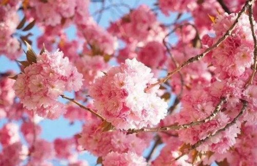 花城是哪个城市 广东省省会广州(四季花卉盛开/花市众多)