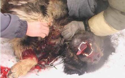 高加索犬vs藏獒综合评价 高加索犬完虐藏獒