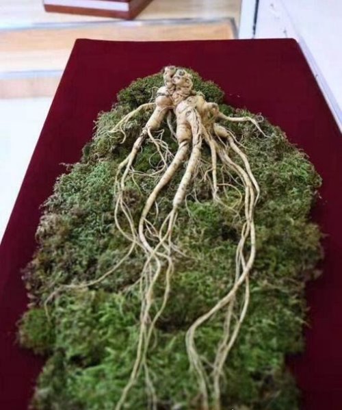 世界上最大的野人参 重达600g/价值上千万(前纪录为505g)