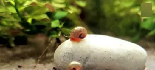 世界上最大的蜗牛 非洲大蜗牛比手掌还大(长39.3cm/重900g)