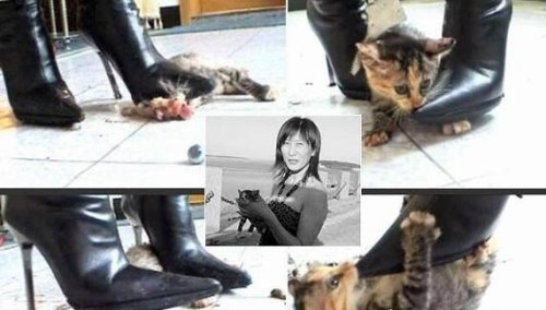 高跟鞋虐猫事件 女子穿高跟鞋活活踩死可爱的猫咪