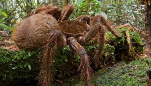 盘点全球13种超巨型昆虫 巨骆驼蜘蛛(能穿透人体吸食汁液)