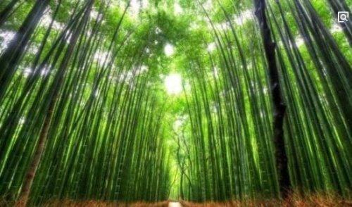 全球十大最美的树隧道 梦幻的天堂之路(人间仙境)