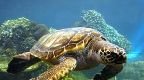 世界最长寿的动物之海龟 寿命最长的海龟能活300多岁