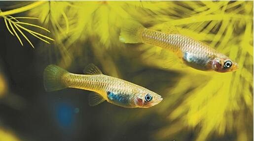 灭蚊英雄食蚊鱼 引进后却成为淡水霸主列为入侵物种