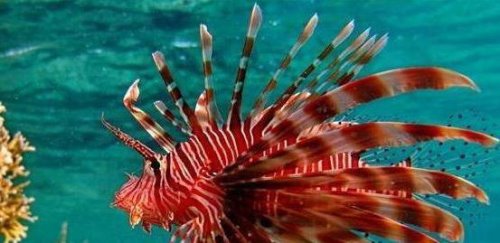 马里亚纳海沟恐怖图片 活在海沟8000米以下的狮子鱼(震惊科学家)