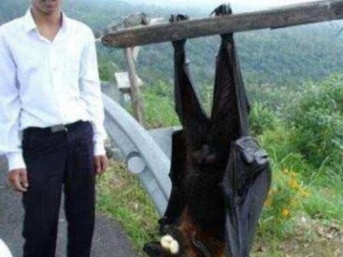 世界上最凶猛的蝙蝠 猪脸大蝙蝠嗜血食肉凶猛又罕见
