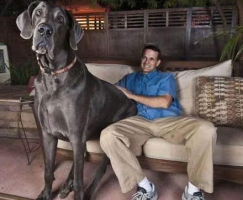 世界上最高大的狗 大丹犬/马士提夫犬(随和的巨犬)