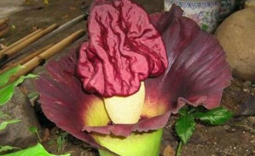 世界上最臭的花 巨魔芋(散发动物死去尸臭味)