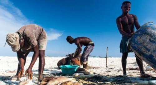 世界上最奇葩的人齿鱼 专咬男人睾丸对女人不感兴趣