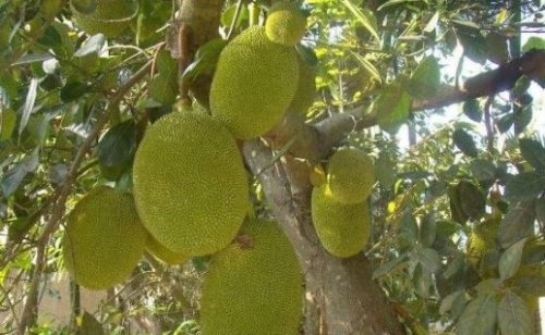 世界上最大的水果 菠萝蜜最重可达120斤(最多结果100个)