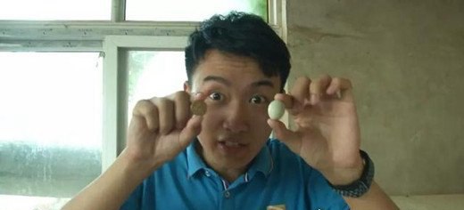 世界上最小的鸡 芦丁鸡还没普通的鸡蛋重(下的蛋只有硬币大小)