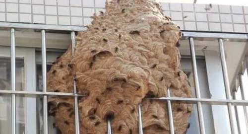 世界上最大的蚂蜂窝 切开墙壁全是密密麻麻的马蜂(附视频)