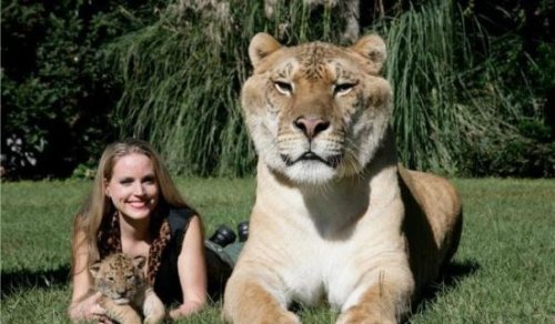 世界上最大的猫科动物 狮子和老虎杂交产物狮虎兽(体积是老虎两倍)
