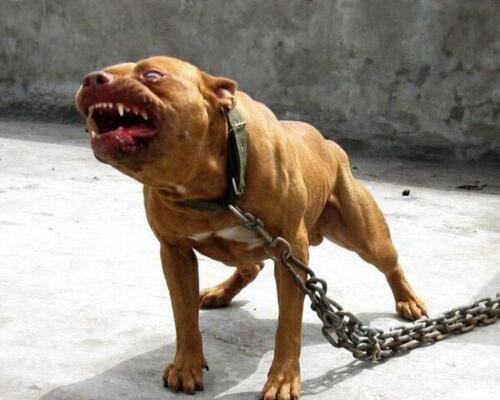 世界上最高大的狗 大丹犬/马士提夫犬(随和的巨犬)