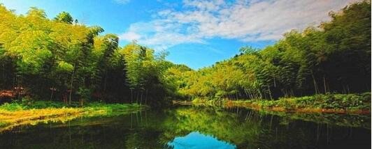 世界上面积最大的竹林 四川蜀南竹海面积高达120平方公里