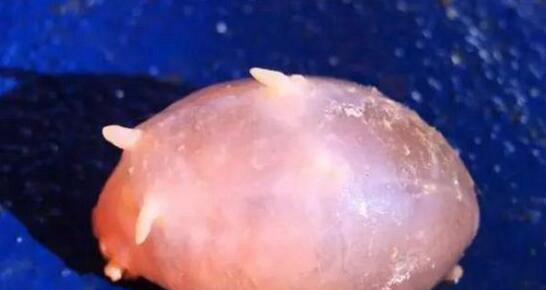 世界上最脆弱的海洋生物 圆滚滚海猪一戳就破