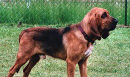寻血猎犬（Bloodhound）世界上最著名的也是体型最大的嗅觉猎犬之一