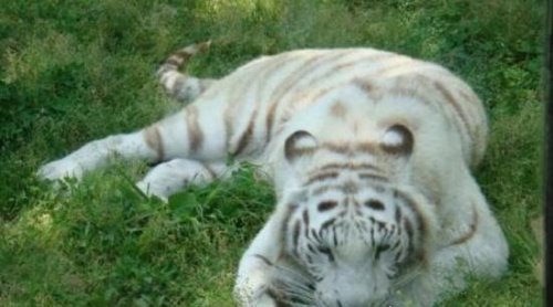 怪异狮虎兽图片 狮虎杂交产生世界最大的猫科动物