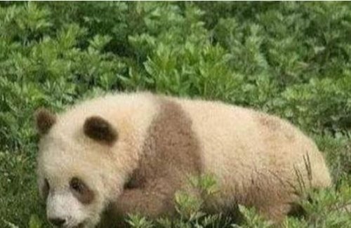 世界上最罕见的大熊猫 白色大熊猫(浑身全白/眼睛是红色)