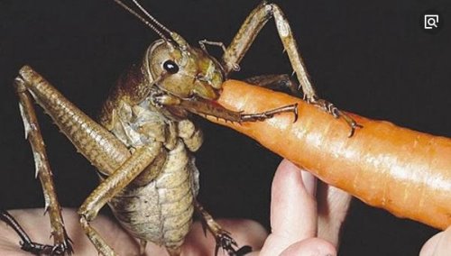 盘点全球13种超巨型昆虫 巨骆驼蜘蛛(能穿透人体吸食汁液)