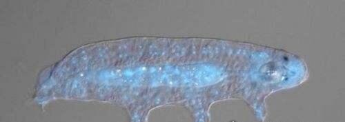 世界上生命力最顽强的生物 水熊虫能在任何环境中存活