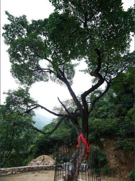 降龙木是什么 全国唯一一颗千年降龙木能使人长寿