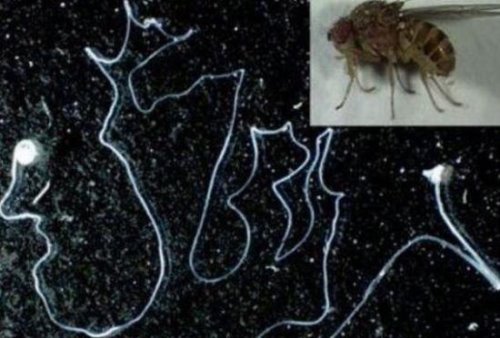 世界上最长的精子 果蝇6厘米(蓝鲸精子竟比人类的还小)