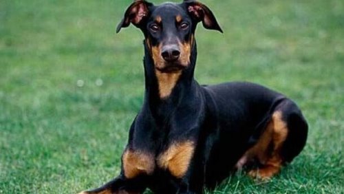 世界十大猛犬排名 比特犬是当之无愧的第一(比狮虎豹还凶残)