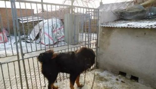 最护主的猛犬藏獒 忠心护主性格刚毅(东方神犬)