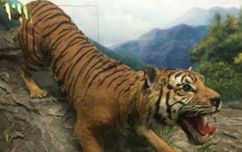 远古恐猫是人类祖先天敌 对南方古猿有致命的危险