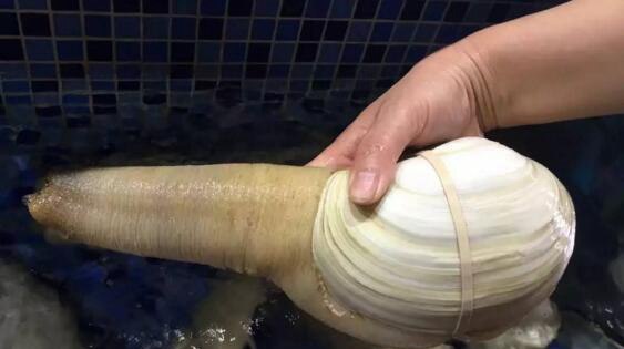 象拔蚌是什么 形似男人丁丁的海鲜(盘点长相下流的生物)