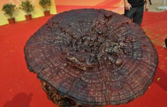 世界上最大的灵芝 越南440斤重灵芝王夺冠(中国最大253斤)