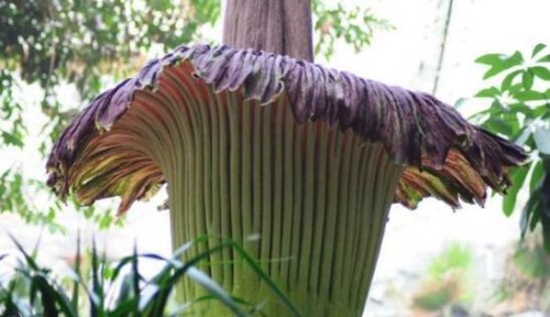 世界上最臭的花 巨魔芋(散发动物死去尸臭味)