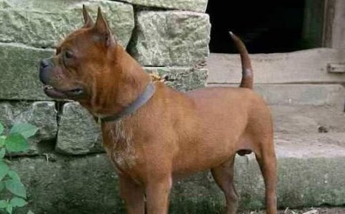 号称中国比特犬的川东猎犬 十分忠诚战斗力强大