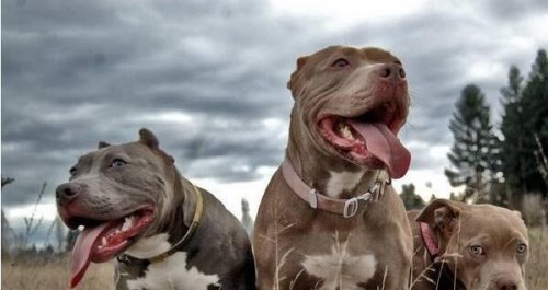 世界上最凶的狗第一名 世界第一猛犬（比特犬）