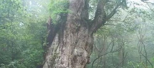 世界上最古老的一棵树 日本JhomonSugi树竟存活7200多年(震惊)